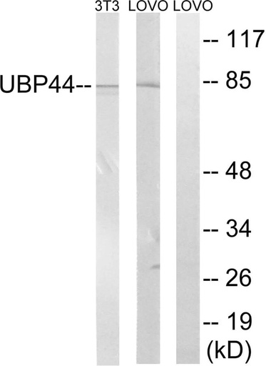 Antibodie to-USP44 