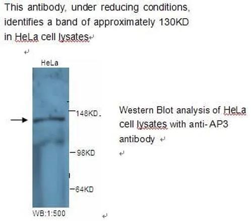 Antibodie to-AP3 