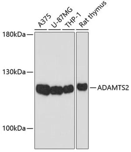 Antibodie to-ADAMTS2 