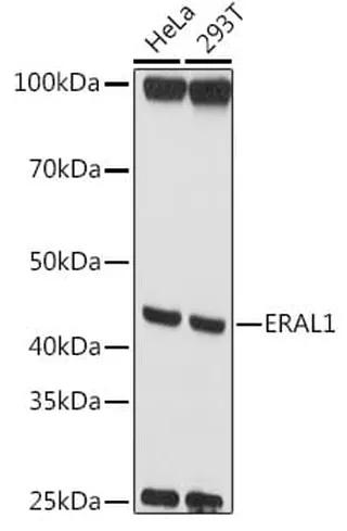 Antibodie to-ERAL1 