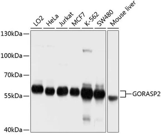 Antibodie to-GORASP2 