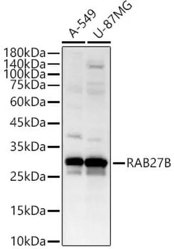 Antibodie to-RAB27B 
