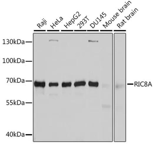 Antibodie to-RIC8A 