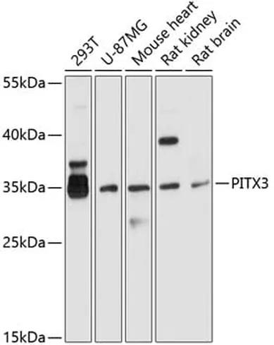 Antibodie to-PITX3 