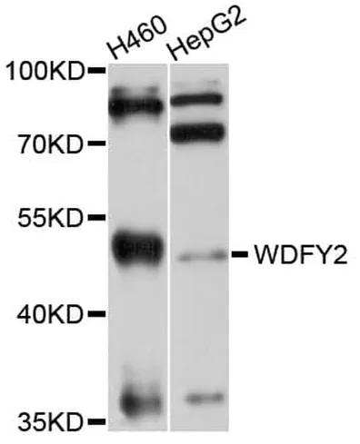 Antibodie to-WDFY2 