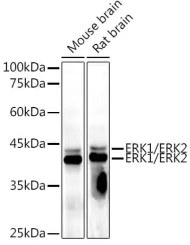 Antibodie to-MAPK1 + MAPK3  [Assigned #A10613]