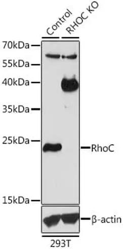 Antibodie to-RHOC  - Identical to Abcam (ab180785)