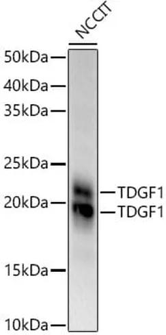Antibodie to-TDGF1 