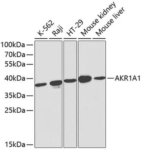 Antibodie to-AKR1A1 