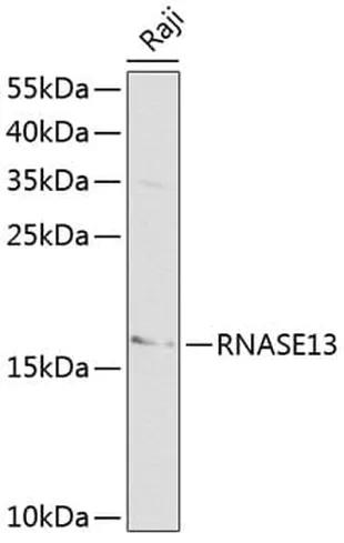 Antibodie to-RNASE13 