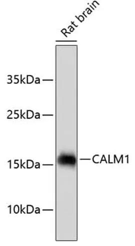 Antibodie to-CALM1  [Assigned #A10769]