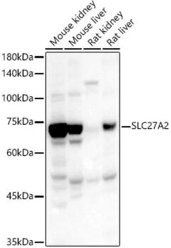 Antibodie to-SLC27A2 