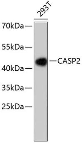 Antibodie to-CASP2  [Assigned #A10772]