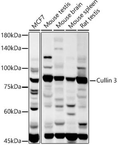 Antibodie to-CUL3  - Identical to Abcam (ab194584)