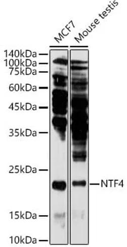 Antibodie to-NTF4 