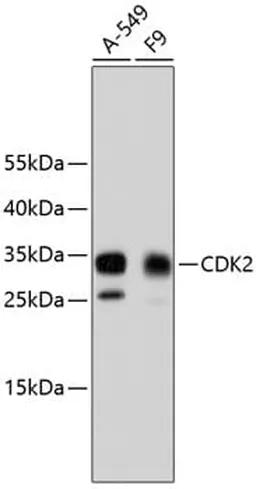 Antibodie to-CDK2  [Assigned #A10810]