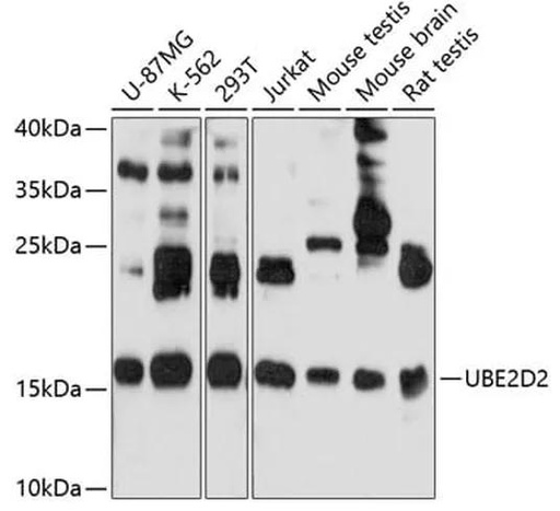Antibodie to-UBE2D2 