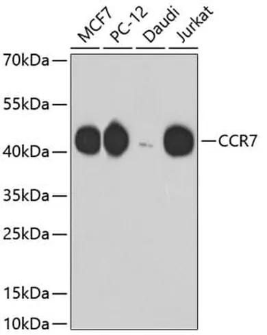 Antibodie to-CCR7  [Assigned #A10820]