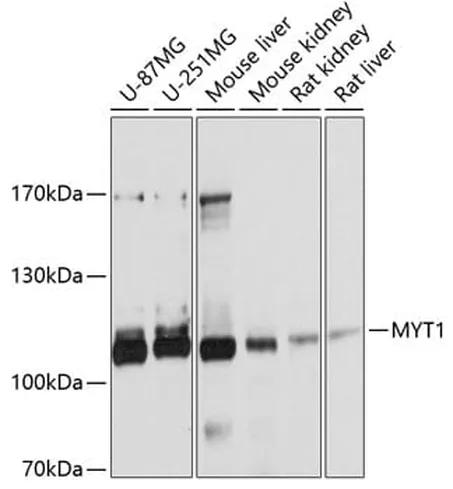 Antibodie to-MYT1 