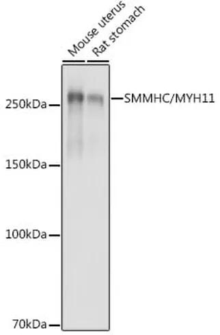 Antibodie to-MYH11 