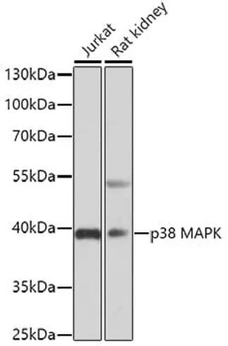 Antibodie to-MAPK14  [Assigned #A10832]