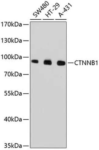 Antibodie to-CTNNB1  [Assigned #A10834]