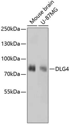 Antibodie to-DLG4  [Assigned #A10841]
