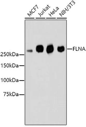 Antibodie to-FLNA  [Assigned #A10865]