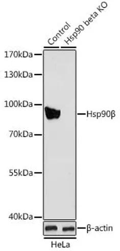 Antibodie to-HSP90AB1 