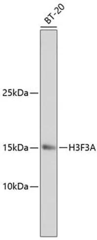 Antibodie to-Histone H3.3  [Assigned #A10880]