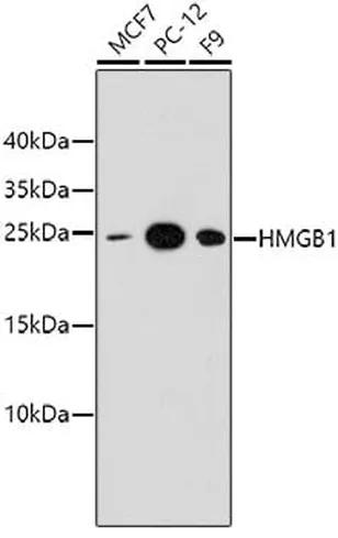 Antibodie to-HMGB1  [Assigned #A10889]