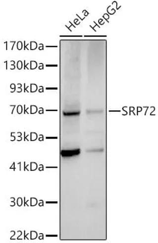 Antibodie to-SRP72 