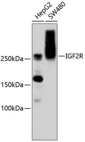 Antibodie to-IGF2R  [Assigned #A10916]