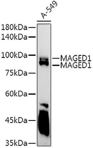 Antibodie to-MAGED1 