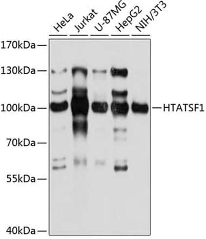 Antibodie to-HTATSF1 