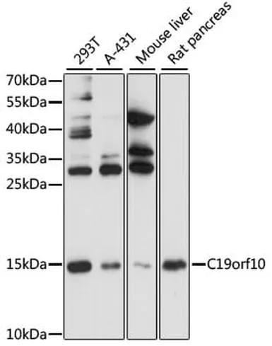 Antibodie to-C19orf10 