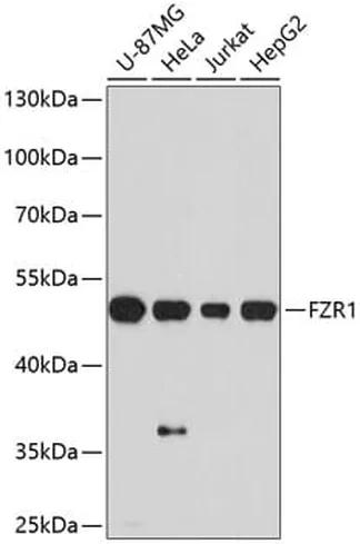 Antibodie to-FZR1 