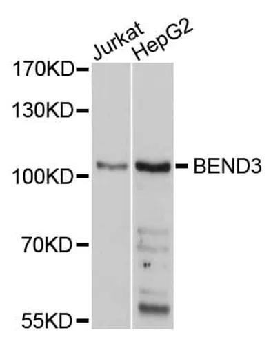 Antibodie to-BEND3 