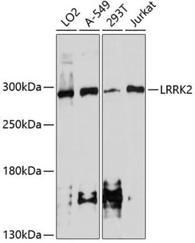Antibodie to-LRRK2 