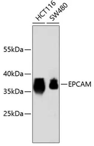 Antibodie to-EPCAM  [Assigned #A10978]