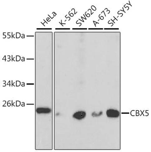 Antibodie to-CBX5 
