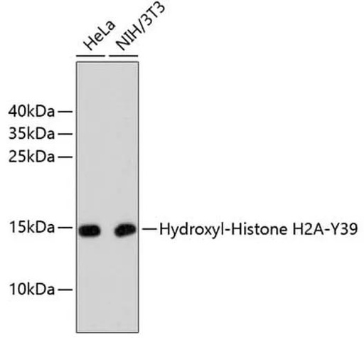Antibodie to-Hydroxyl-Histone H2A-Y39  [Assigned #A11009]