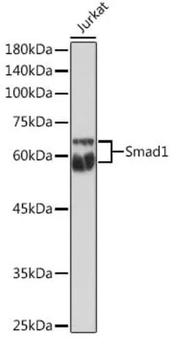 Antibodie to-SMAD1 