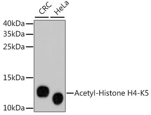 Antibodie to-Acetyl-Histone H4-K5 mAb 