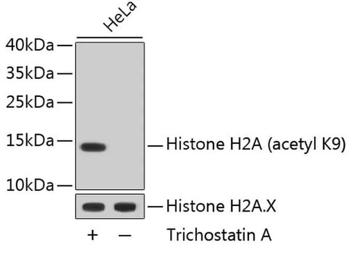 Antibodie to-Acetyl-Histone H2A-K9 mAb 