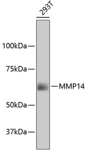 Antibodie to-MMP14  [Assigned #A11023]