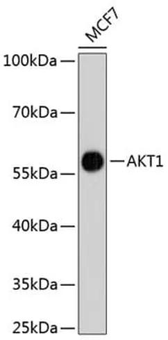Antibodie to-AKT1  [Assigned #A11027]