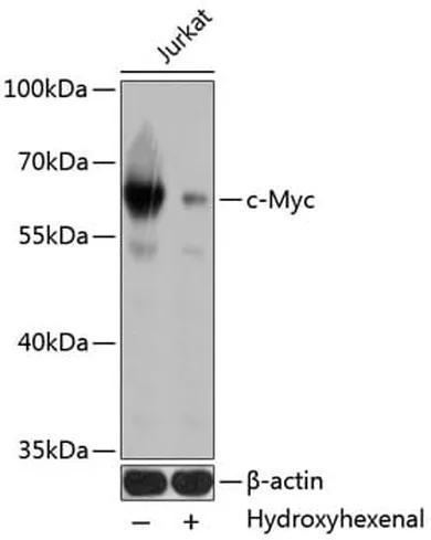 Antibodie to-c-Myc  [Assigned #A11029]