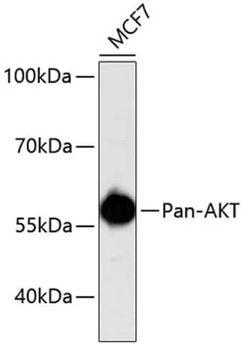 Antibodie to-Pan-AKT  [Assigned #A11030]