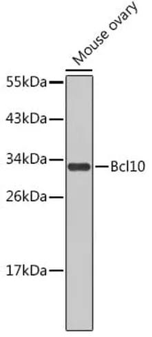 Antibodie to-BCL10 